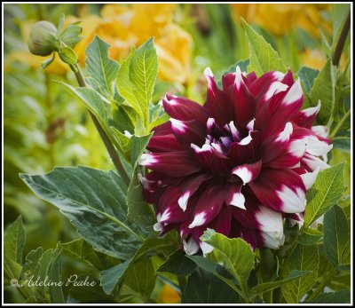 Dahlia