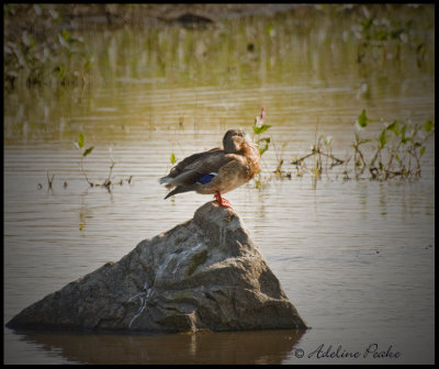 Mallard Duck