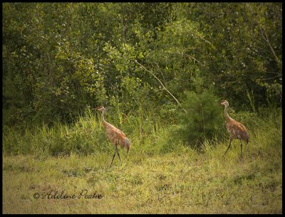 Juvenile Sandhill Crane