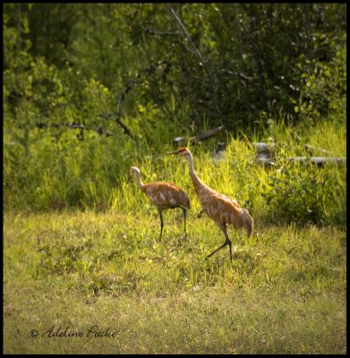 Juvenile Sandhill Cranes