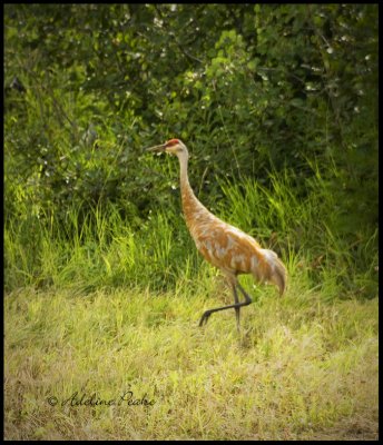 Juvenile Sandhill Crane