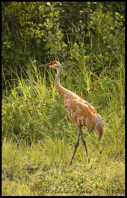 Juvenile Sandhill Crane