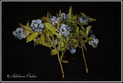 Wild Blueberries, Smith, Alberta