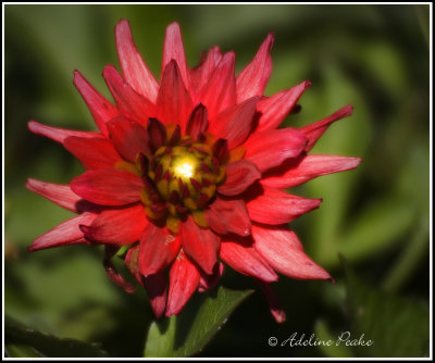 Dahlia