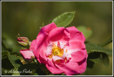 Rose