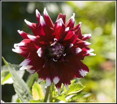 Dahlia
