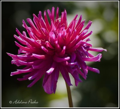 Dahlia