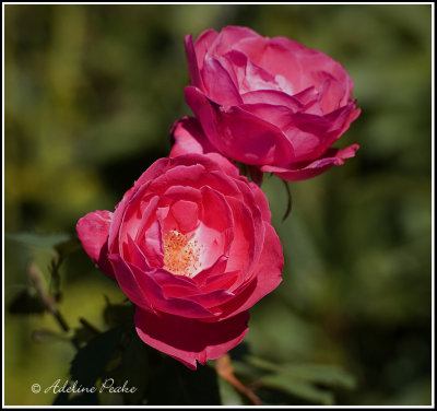 Roses