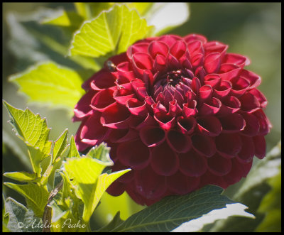 Red Button Dahlia