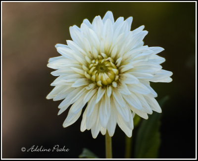 White Dahlia