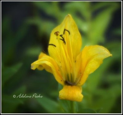 Last Lily of 2008