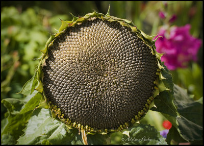 Sunflower Seed