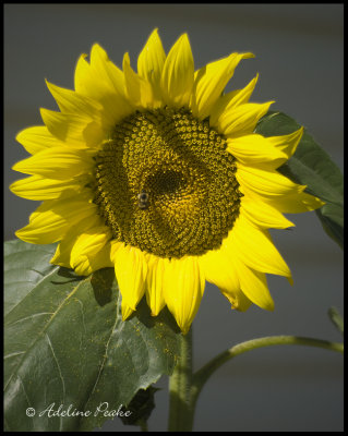 Dwarf Sunflower