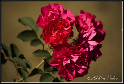 Roses