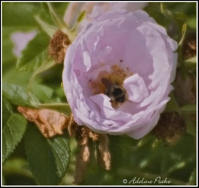 Bumble Bee in a Rose