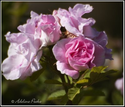 Roses