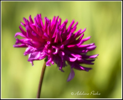 Dahlia