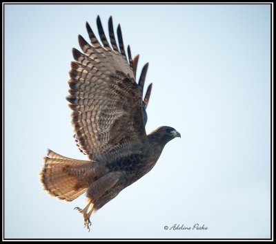 Red-tailed Hawk