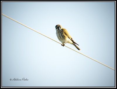 American Kestrel