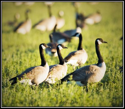 Canada Geese