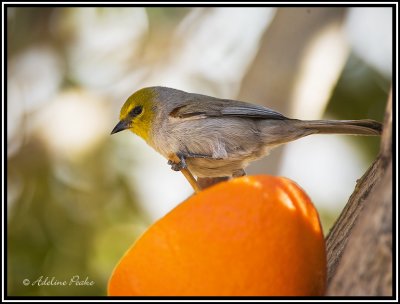 Verdin