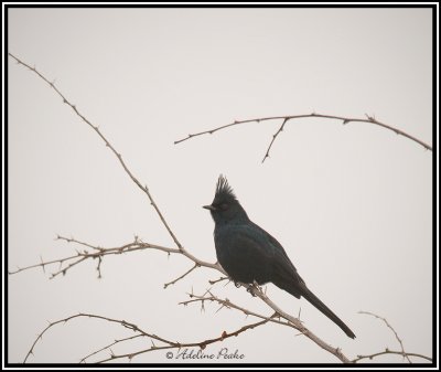 Phainopepla