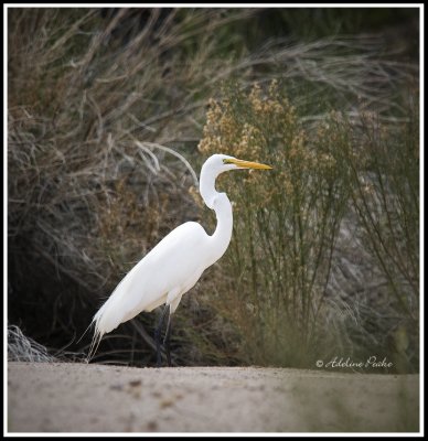 Great Egret