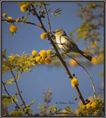 Verdin
