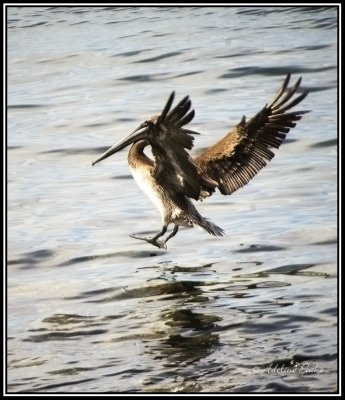 Brown Pelican