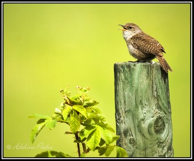 House Wren