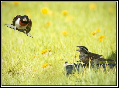 Show off-Rosebreasted Grosbeak