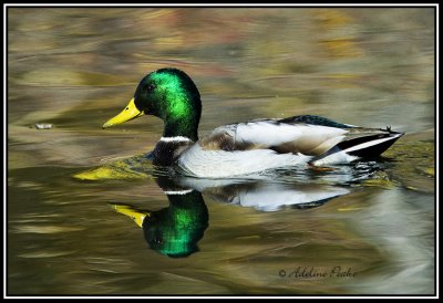 Male Mallard Duck