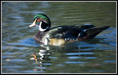 Male Wood duck