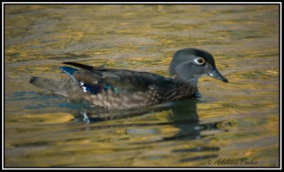 Female Wood Duck