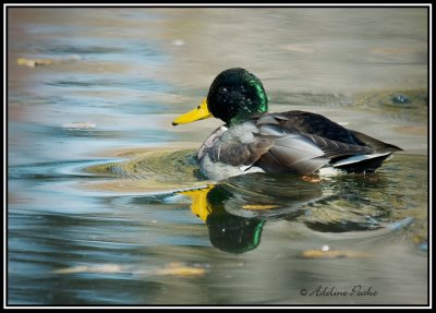 Male Mallard