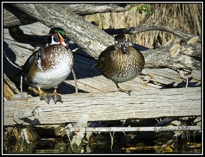 Wood Ducks