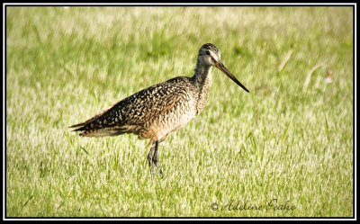 Marbled Godwit