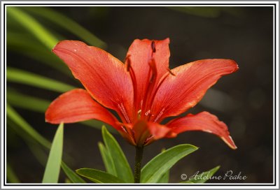 Garden Tiger Lily