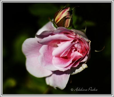 Rose