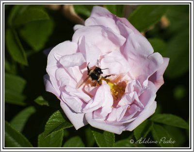 Bumble Bee in a Rose