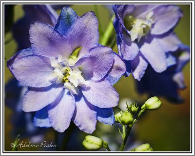 Delphinium