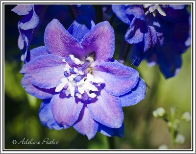 Delphinium