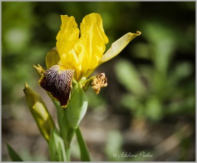 Yellow Iris