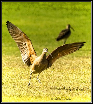 Long-billed Curlew
