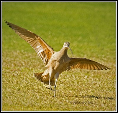 Long-billed Curlew