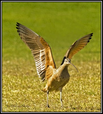Long-billed Curlew