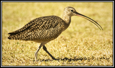 Long-billed Curlew