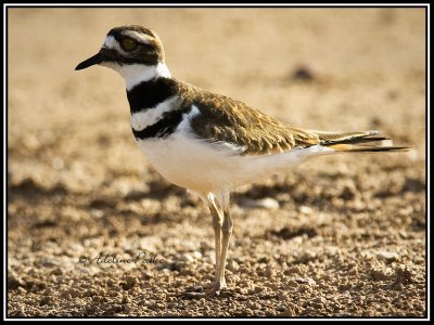 Killdeer