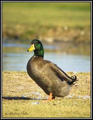 Domestic Duck