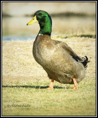 Domestic Duck
